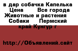 в дар собачка Капелька › Цена ­ 1 - Все города Животные и растения » Собаки   . Пермский край,Кунгур г.